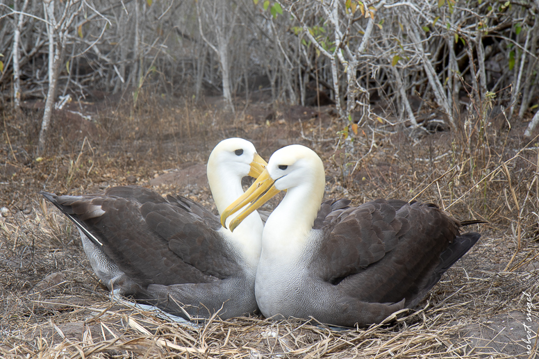 galapagos
